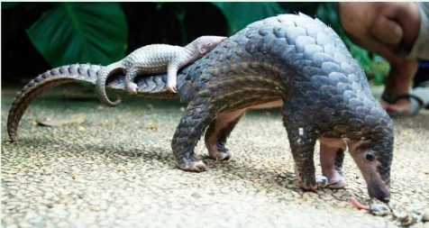 Salak (Pangolin) Conservation Park Chucchekhola
